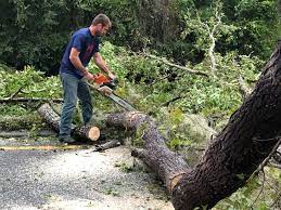 Best Tree Trimming and Pruning  in Seville, OH