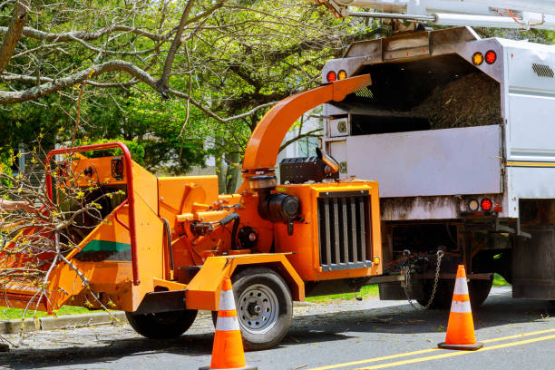 Best Seasonal Cleanup (Spring/Fall)  in Seville, OH