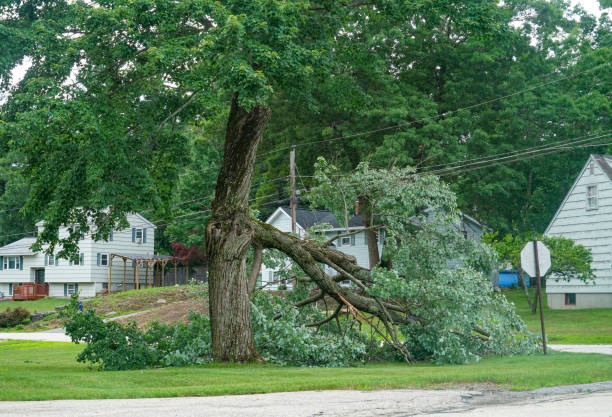 Best Lot and Land Clearing  in Seville, OH