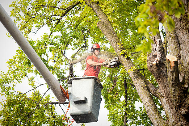 Best Fruit Tree Pruning  in Seville, OH